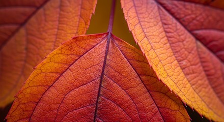 Obraz premium Close-up of vibrant autumn leaves with detailed veins and warm hues