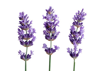 Naklejka premium Close-up of three lavender sprigs against a black background. The purple flowers are clustered at the top of each stem, with visible green stems and leaves. Sharp focus on each sprig