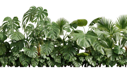 Lush tropical foliage border (2)