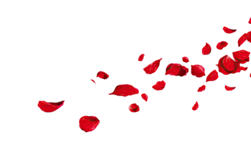 Red rose petals scattered across a black background