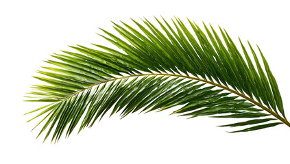 Obraz premium Close-up of a palm frond, vibrant green, slightly curved, with numerous, slender, parallel leaflets