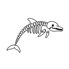 Dolphin skeleton illustration on white background, simple and clear design for educational purposes
