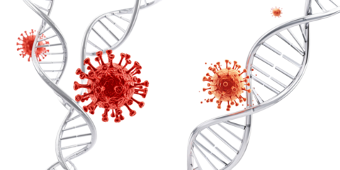 Red Viruses Interacting With Double Helix DNA Structure On Transparent Background