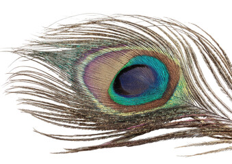 Close-up peacock feather, vibrant colors,  detail