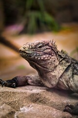 Fototapeta premium iguana on a tree