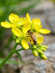 Fototapeta premium Bee pollinating bright yellow flower in natural habitat macro photography close-up view of nature's beauty