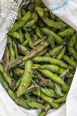 Bag full of fresh fava beans still in their pods. Perfect for representing organic farming, rural harvest, healthy eating, and authentic local products.