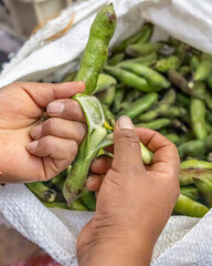 Person shelling fresh fava beans from their pods. Perfect for themes of organic farming, rural...