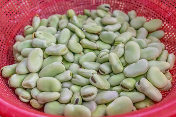 Fresh fava beans: natural texture, vibrant color, and organic essence. Perfect for concepts of nutrition, sustainable farming, and traditional Latin American cuisine.