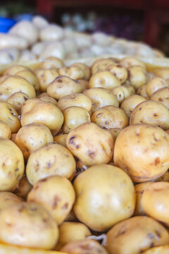 Chaucha potatoes from Ecuador, an Andean tuber with nutritional, organoleptic, and functional properties, with an authentic flavor and a symbol of traditional gastronomy.