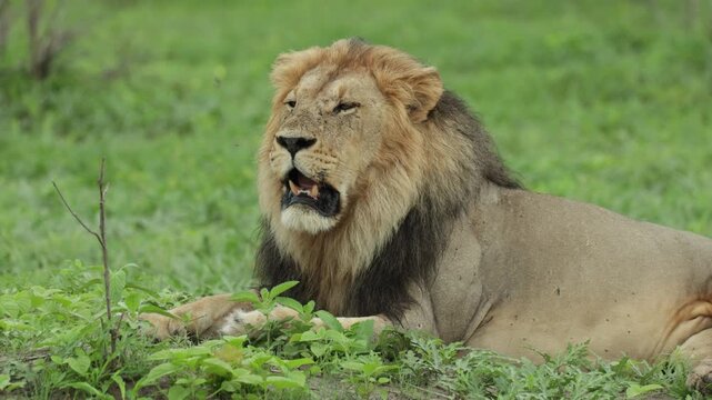 Medium shot of a majestic male lion roaring while lying in the green grassland, Savuti Botswana.