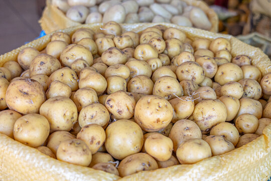 Chaucha potatoes from Ecuador, an Andean tuber with nutritional, organoleptic, and functional properties, with an authentic flavor and a symbol of traditional gastronomy.