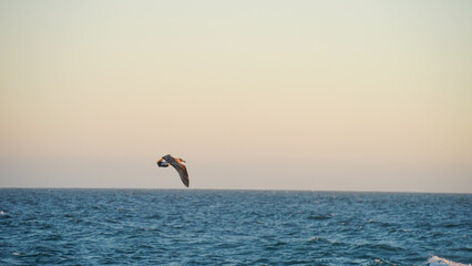 A seagull flies over the blue ocean during sunset