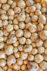 Chaucha potatoes from Ecuador, an Andean tuber with nutritional, organoleptic, and functional...