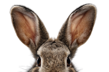 Close-up of a rabbit's head and ears.  A pair of large,  gray-brown rabbit ears,  pointed and fluffy, dominate the image.  The rabbit's eyes and a portion of its fur are visible