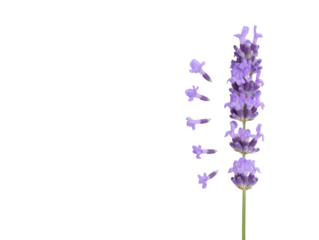  Angled Side View of Lavender Stem with Blooming Petals, isolated  