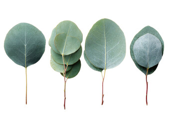 Four eucalyptus leaves, varying in position and depth of layering, arranged in a horizontal row on a black background.  Each leaf is a light grayish-green, and the stems are a reddish-brown. 