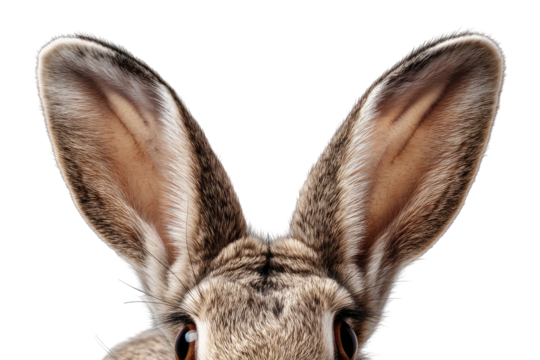 Close-up of a rabbit's large ears.  Detailed fur texture visible.  Dark background
