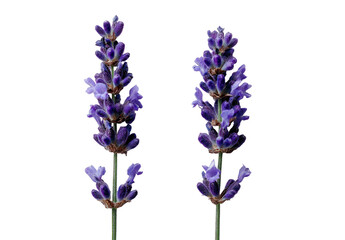 Naklejka premium Two vibrant lavender flower spikes against a black background. Close-up view. Detailed, purple hues