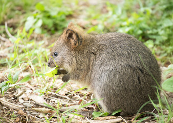 クオッカ(動物園)