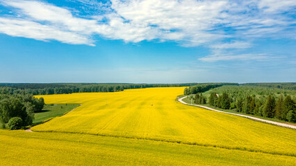 Aerial drone top view of yellow blooming field of rapeseed. Yellow nature background.