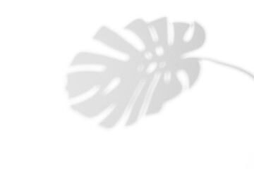 shadow overlay effects of realistic monstera leaves shadow on wall background,Summer sunlight and shadow overlay effect,tropical dappled shadow,abstract floral background