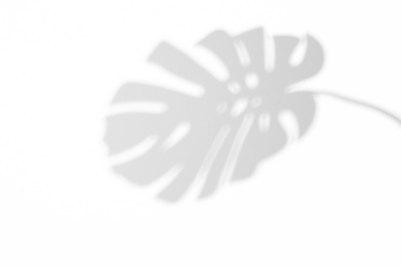 shadow overlay effects of realistic monstera leaves shadow on wall background,Summer sunlight and shadow overlay effect,tropical dappled shadow,abstract floral background