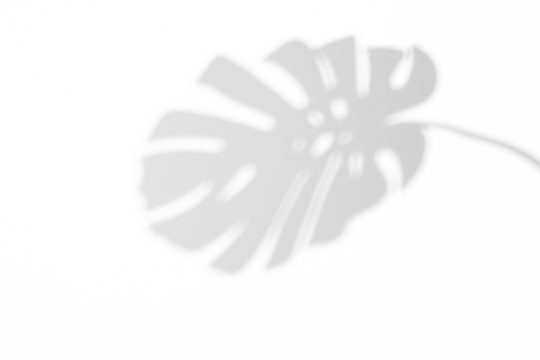 shadow overlay effects of realistic monstera leaves shadow on wall background,Summer sunlight and shadow overlay effect,tropical dappled shadow,abstract floral background - Powered by Adobe