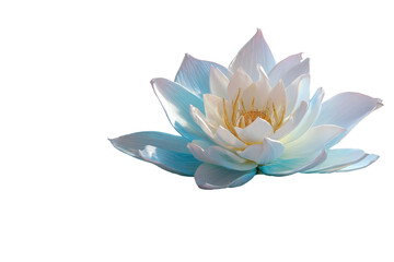 Fototapeta premium Delicate, light blue-white lotus flower, in sharp focus against a pure black background. Soft, ethereal lighting highlights the flower's intricate petals and the delicate yellow center