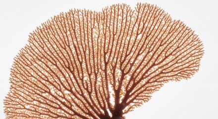 Intricate coral fan delicately displays branching structure under soft light. AI Generated
