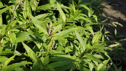 Fototapeta premium Lush, lush bushes growing on the river bank were bearing white flowers with insects perched on them