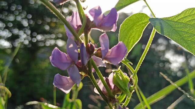 Hyacinth Bean flower features delicate purple blossoms that grow on climbing vines, adding ornamental beauty and tropical charm to gardens and landscapes.