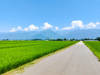Fototapeta premium 田園風景 夏
