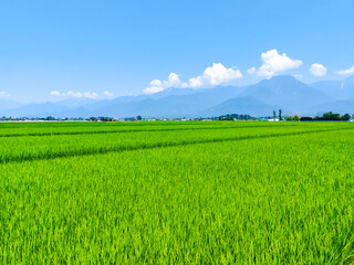 Fototapeta premium 田園風景 夏