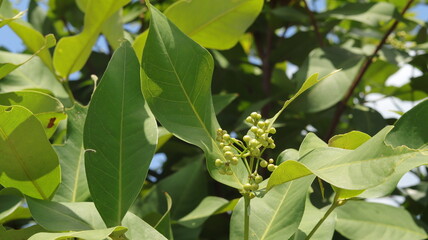 The clustered green water apple flower buds will soon bloom.