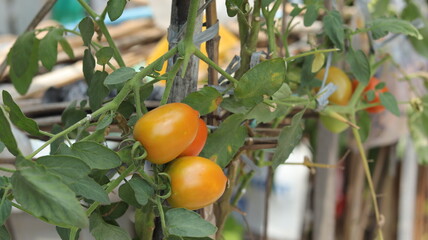 Tomatoes are a type of fruit that ripens to an orange-red color and is oval in shape. These plants...