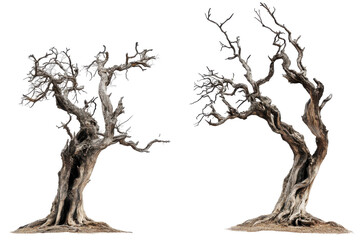 Gnarled bare trees isolated on transparent background. Old dead spooky trees isolated on white background.