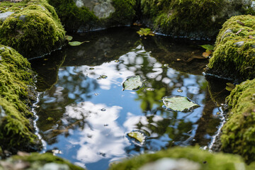 Fototapeta premium Shimmering Pool Surface with Reflections of Sky and Leaves