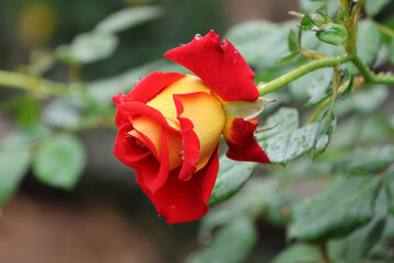 Red and yellow 'Ketchup and Mustard' rose flower on a plant in a garden