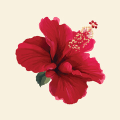 Obraz premium hibiscus flower isolated in White Background, hibiscus flower vector, Flat lay vector illustration