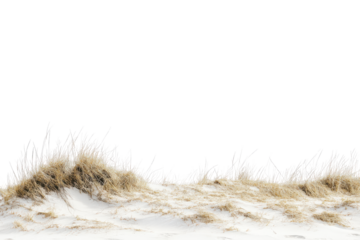 Dune grass and sand texture isolated on transparent background.