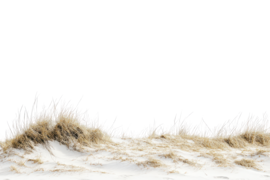 Dune grass and sand texture isolated on transparent background.