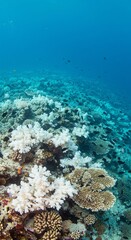 Obraz premium Underwater coral reef with black fish swimming in clear blue ocean water