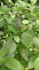 Close-up of green Holy Basil plant with developing seeds