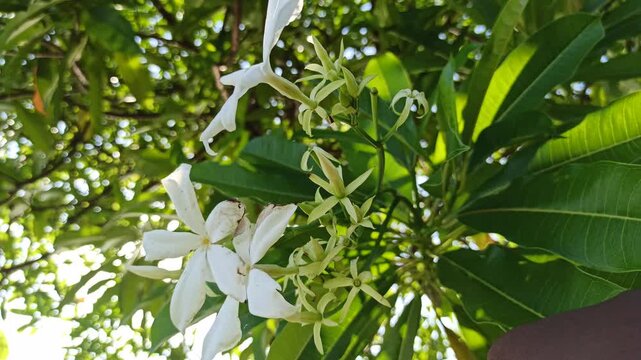 Cerbera odollam flower with delicate white petals and tropical beauty, a unique coastal plant often found in mangrove habitats and exotic landscapes.