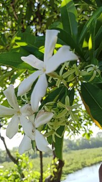 Cerbera odollam flower with delicate white petals and tropical beauty, a unique coastal plant often found in mangrove habitats and exotic landscapes.