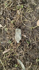 Plastic bottle lying on muddy ground with dry grass
