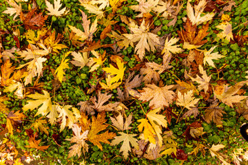 Colorful autumn leaves covering green grass in a public park