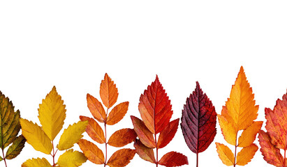 Autumn leaves in varying shades of orange, red, and gold, arranged in a horizontal row against a black background