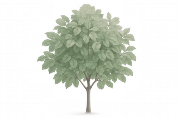 Vector graphic rendering green tree with transparent backdrop, suitable for architectural rendering and landscape design applications